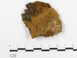 Attēlu rezultāti vaicājumam “Asterodon ferruginosus”