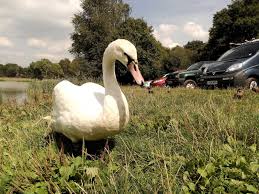 Image result for Sussex Swans