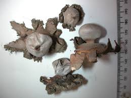 Attēlu rezultāti vaicājumam “Geastrum”