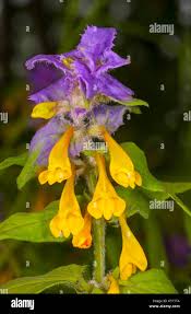 Attēlu rezultāti vaicājumam “Melampyrum nemorosum flower”