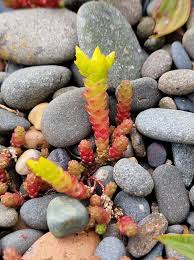 Attēlu rezultāti vaicājumam “Sedum acre fruit”