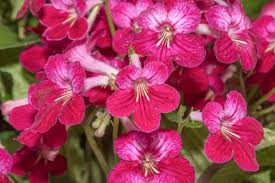 Image result for Streptocarpus