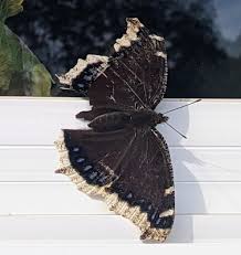 Attēlu rezultāti vaicājumam “Nymphalis antiopa underside”