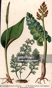 Attēlu rezultāti vaicājumam “Botrychium lunaria”