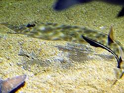 Image result for Rhinobatos rhinobatos