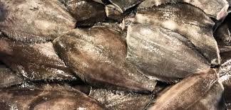 Image result for Reinhardtius hippoglossoides