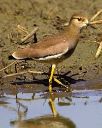 Image result for Vanellus leucurus