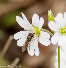 Attēlu rezultāti vaicājumam “Cerastium arvense flower”
