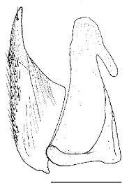 Attēlu rezultāti vaicājumam “Ilybius sp.”