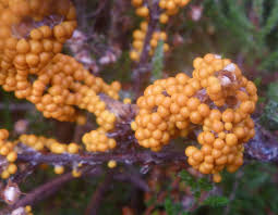 Attēlu rezultāti vaicājumam “Nectria peziza”