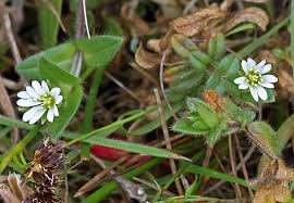 Attēlu rezultāti vaicājumam “Cerastium holosteoides”