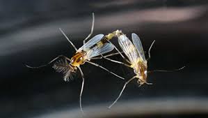 Attēlu rezultāti vaicājumam “Cricotopus male”