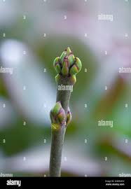 Attēlu rezultāti vaicājumam “Euonymus europaeus bud”