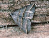 Attēlu rezultāti vaicājumam “Colobochyla salicalis”