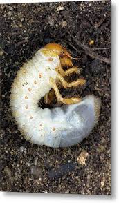 Attēlu rezultāti vaicājumam “Melolontha melolontha imago”