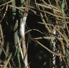 Attēlu rezultāti vaicājumam “Stemonitis lignicola stalked”