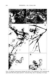 Attēlu rezultāti vaicājumam “Diderma cinereum sessile”