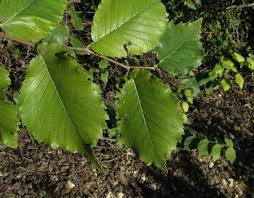 Attēlu rezultāti vaicājumam “Ulmus glabra”
