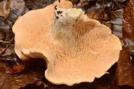 Attēlu rezultāti vaicājumam “Hydnum rufescens”