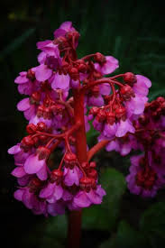 Attēlu rezultāti vaicājumam “Bergenia crassifolia flower”