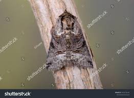 Attēlu rezultāti vaicājumam “Abrostola tripartita”