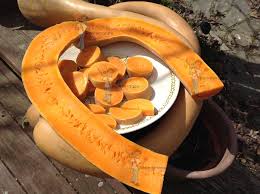 Image result for tromboncino