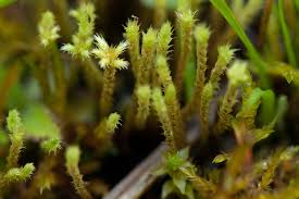 Attēlu rezultāti vaicājumam “Philonotis”