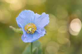 Image result for Meconopsis betonicifolia