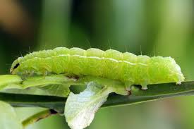 Attēlu rezultāti vaicājumam “Autographa excelsa”