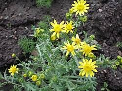 Attēlu rezultāti vaicājumam “Senecio vernalis leaf”