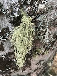 Attēlu rezultāti vaicājumam “Usnea subfloridana”