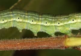 Attēlu rezultāti vaicājumam “Archiearis parthenias”