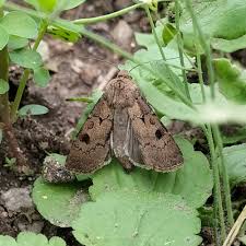 Attēlu rezultāti vaicājumam “Agrotis exclamationis”