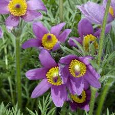 Attēlu rezultāti vaicājumam “Pulsatilla pratensis leaf”