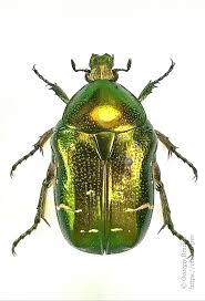 Attēlu rezultāti vaicājumam “Cetonia aurata imago”