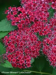 Attēlu rezultāti vaicājumam “Spiraea”
