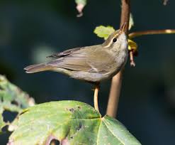 Image result for Phylloscopus borealis