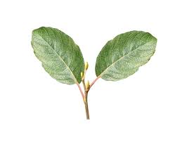 Attēlu rezultāti vaicājumam “Salix caprea leaf”