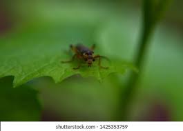 Attēlu rezultāti vaicājumam “Cantharis rustica”