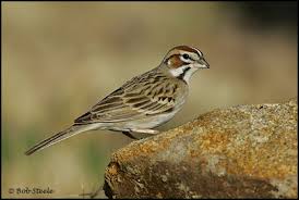 Image result for Chondestes grammacus