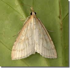 Attēlu rezultāti vaicājumam “Udea lutealis”