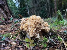 Attēlu rezultāti vaicājumam “Sparassis crispa”