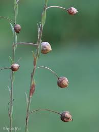 Image result for Linum usitatissimum