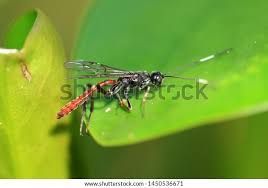 Attēlu rezultāti vaicājumam “Tenthredinidae”