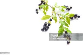 Attēlu rezultāti vaicājumam “Actaea spicata fruit”