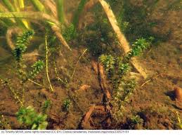 Attēlu rezultāti vaicājumam “Elodea canadensis”