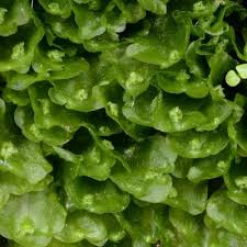 Attēlu rezultāti vaicājumam “Pellia neesiana”