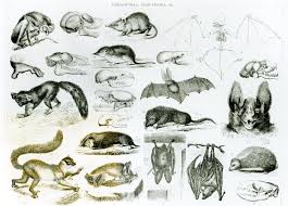 Attēlu rezultāti vaicājumam “Insectivora”