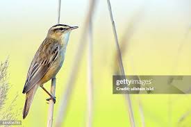 Attēlu rezultāti vaicājumam “Acrocephalus schoenobaenus”