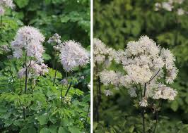 Attēlu rezultāti vaicājumam “Thalictrum aquilegifolium bud”